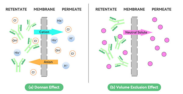 道南效應原理圖