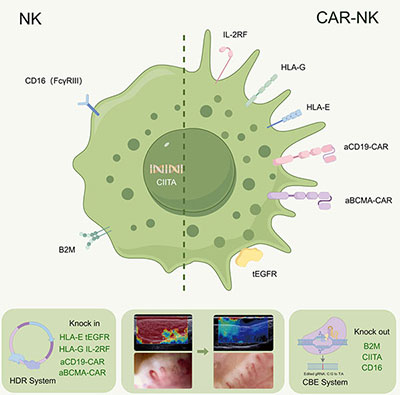 CAR-NK示意圖